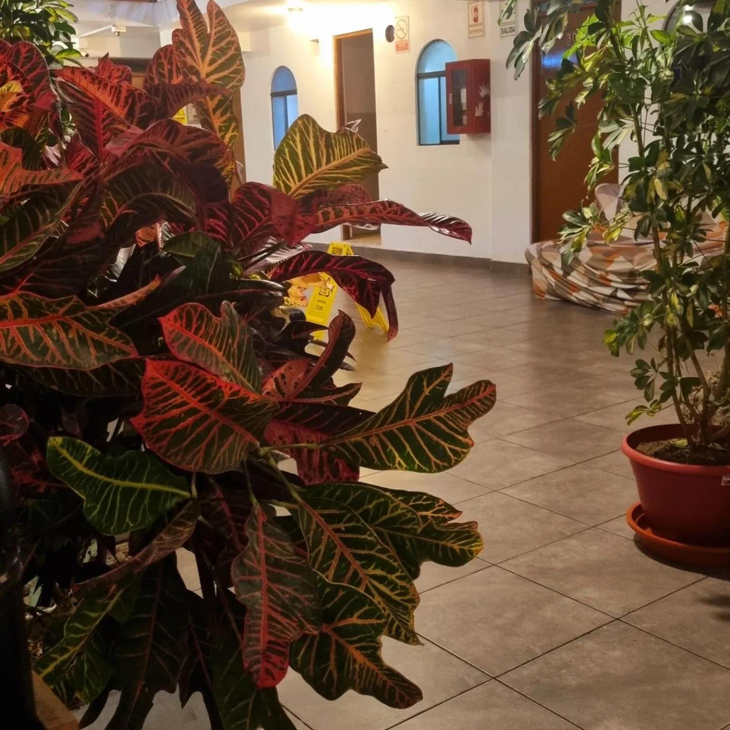 Hostel Thay83 Miraflores Lima Buitenkant foto